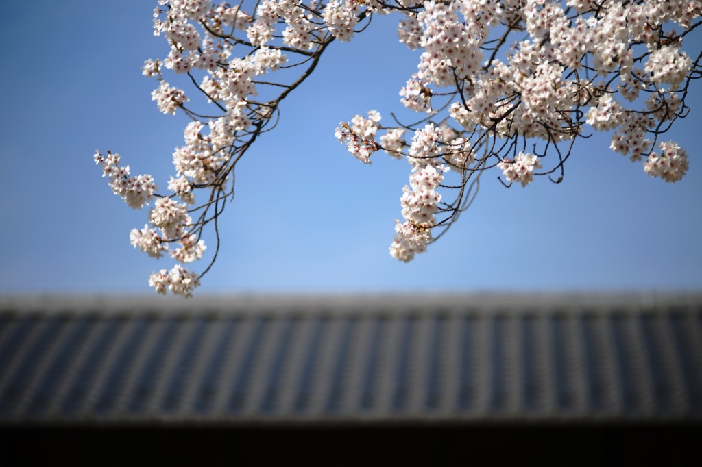 瓦と桜