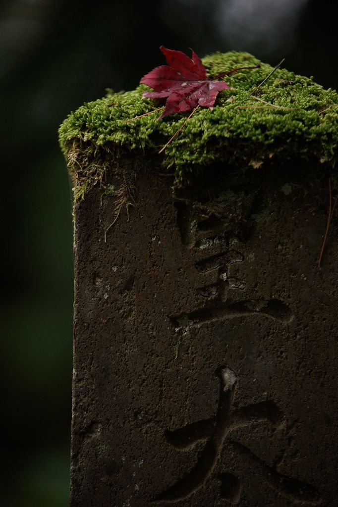 苔帽子