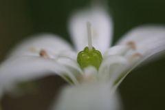 野草ⅰ