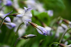 花のあわれ