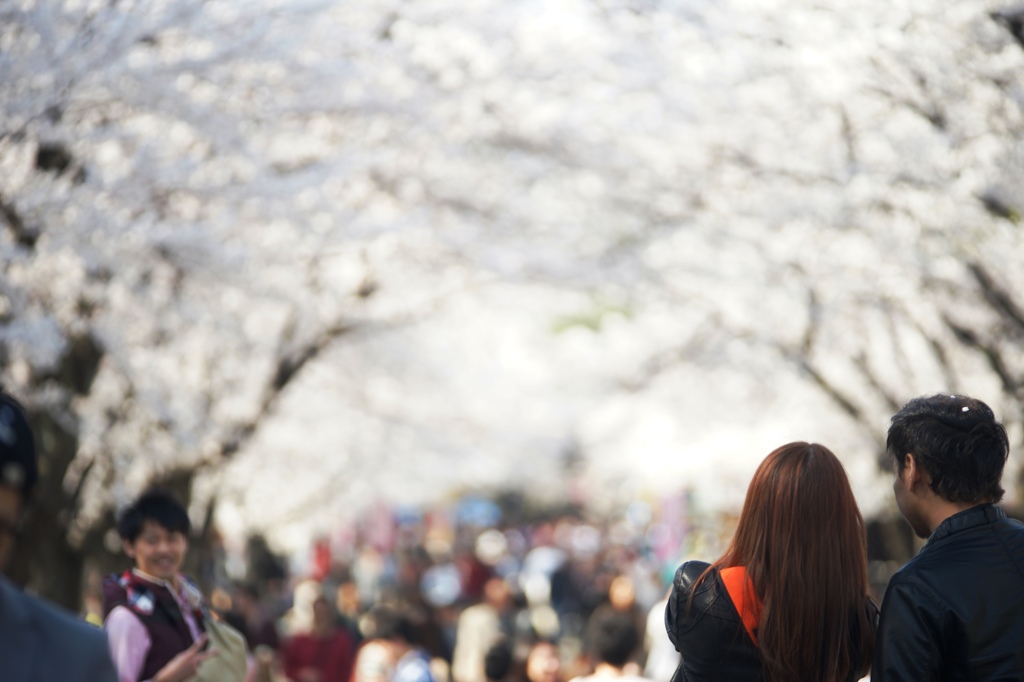 桜のトンネルへ
