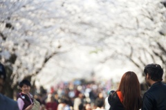 桜のトンネルへ