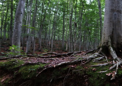 ブナ林