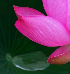 蓮花と雨