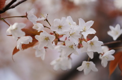 山桜Ⅰ