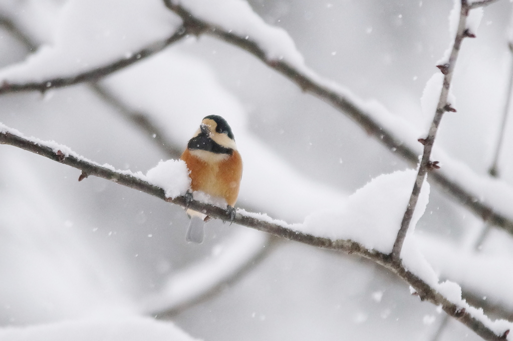 雪の朝