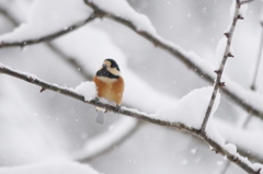 雪の朝