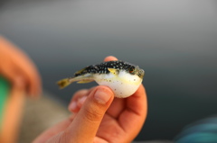 ふぐ釣れてプンプン