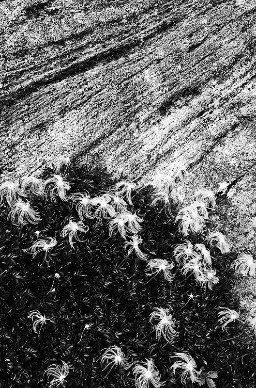 岩にチングルマ