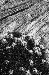 岩にチングルマ