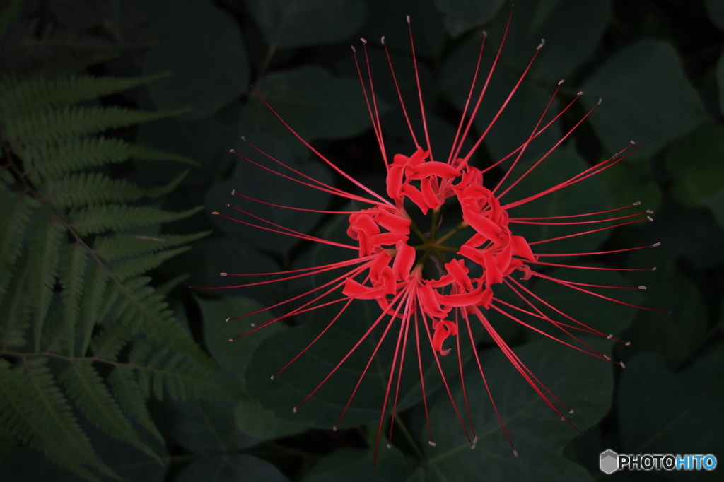 曼珠沙華