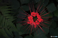 曼珠沙華
