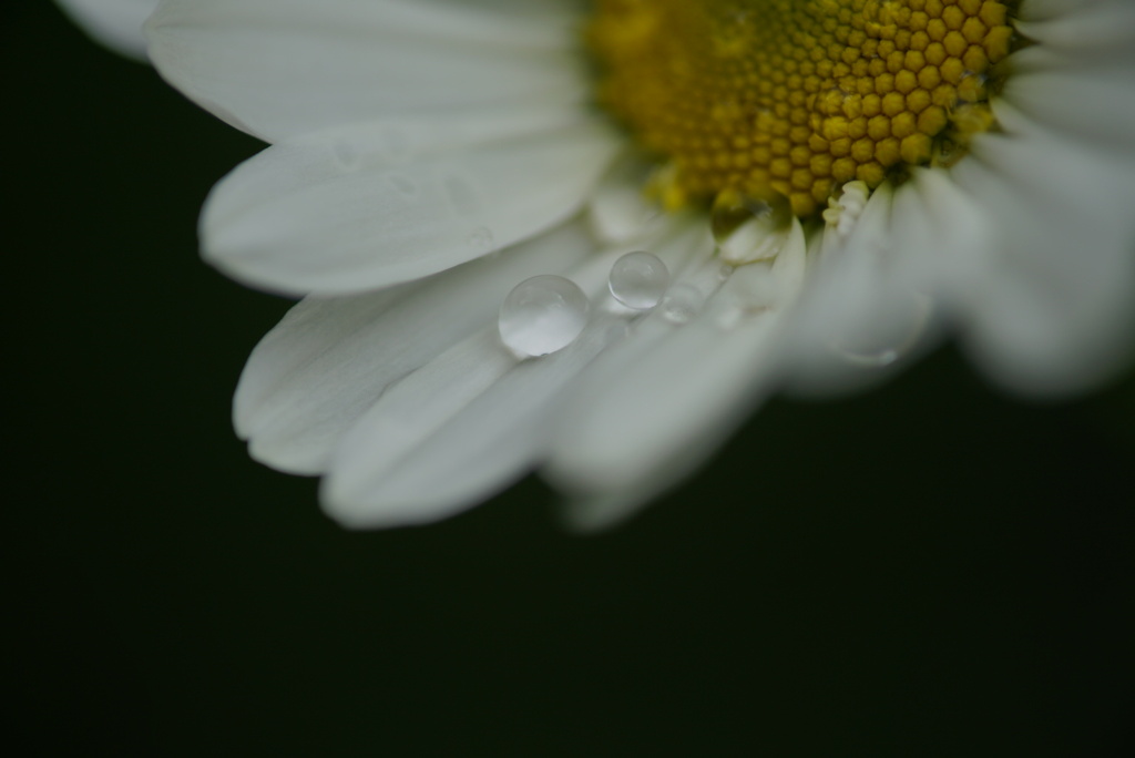 雨上がり