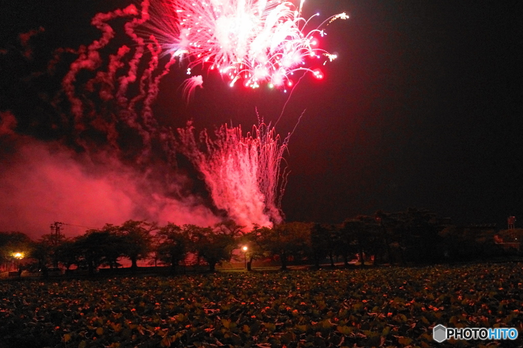 蓮と花火