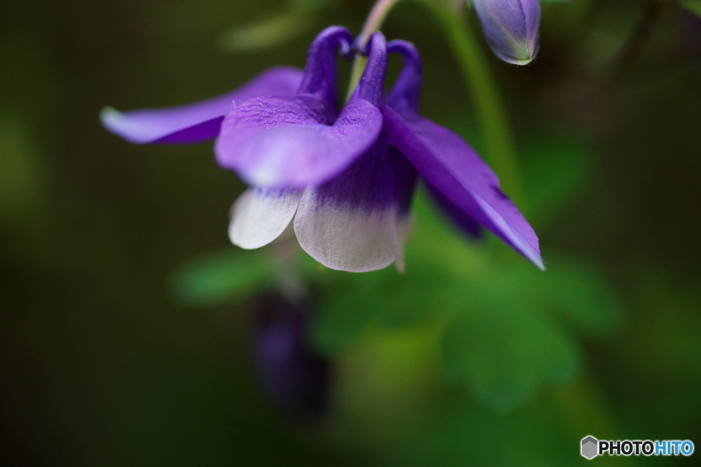 なんでしょ　咲いた