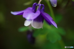 なんでしょ　咲いた