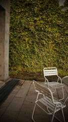 蔦と椅子