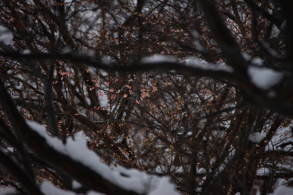 雪中桜Ⅱ