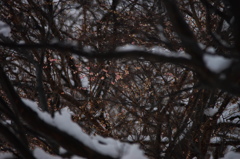 雪中桜Ⅱ