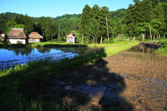 手植え