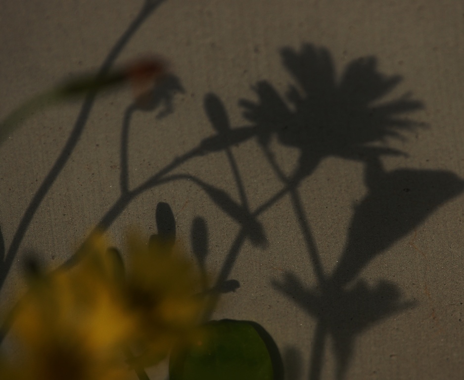 壁の花