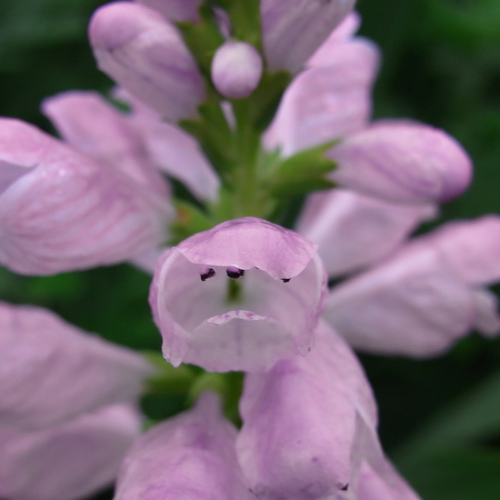 頭に花粉つけてね