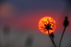 夕陽と共に
