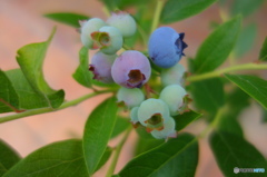 庭のブルーベリー