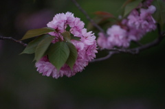 夕暮八重桜
