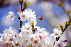 一番桜
