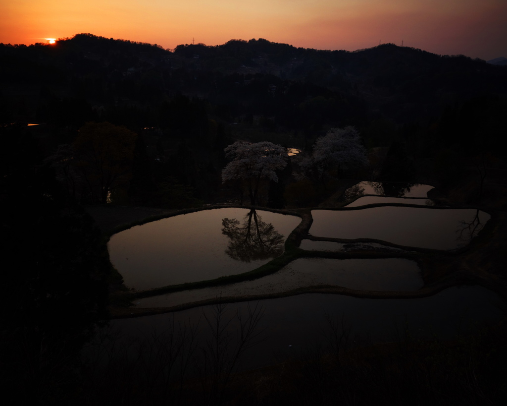 桜棚田夕暮れ