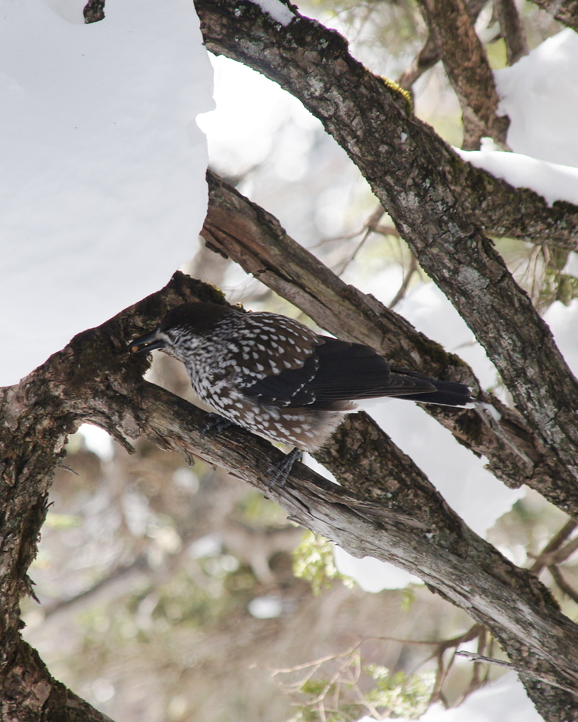 冬のごちそう見つけた