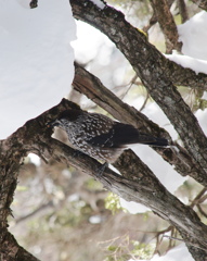 冬のごちそう見つけた