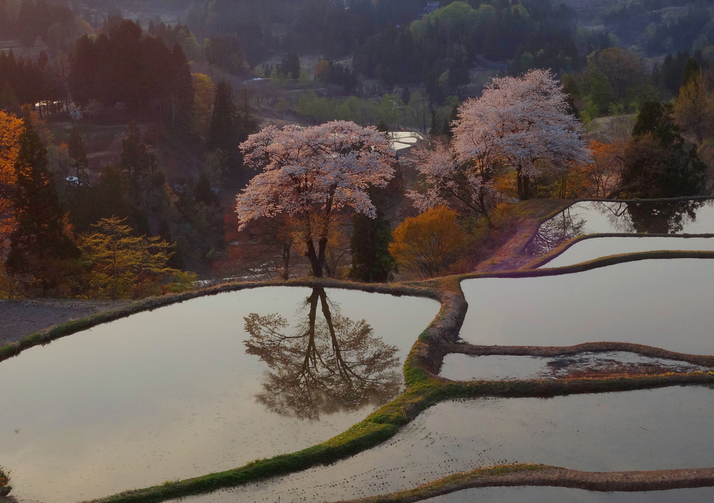 棚田の桜満開
