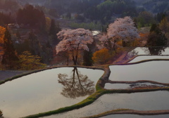 棚田の桜満開