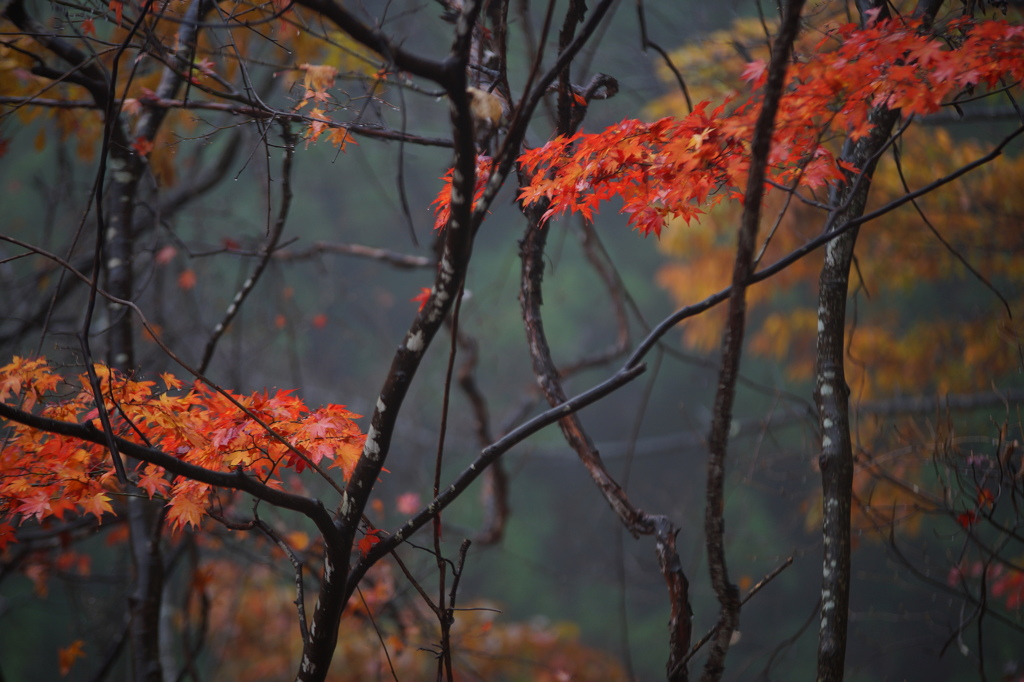 雨の紅葉