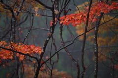 雨の紅葉