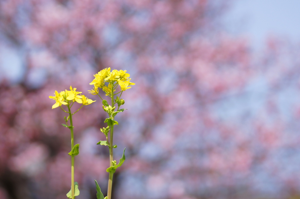 菜の花と