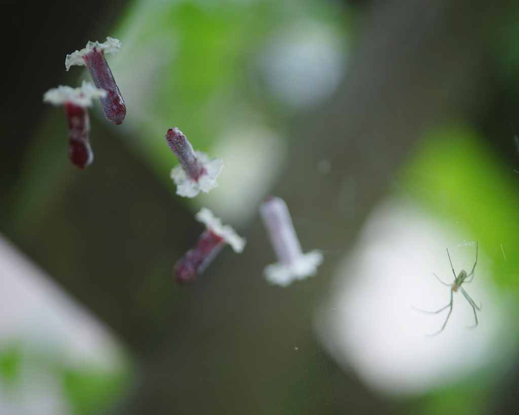 山芋の花の空中遊泳