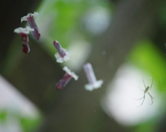 山芋の花の空中遊泳
