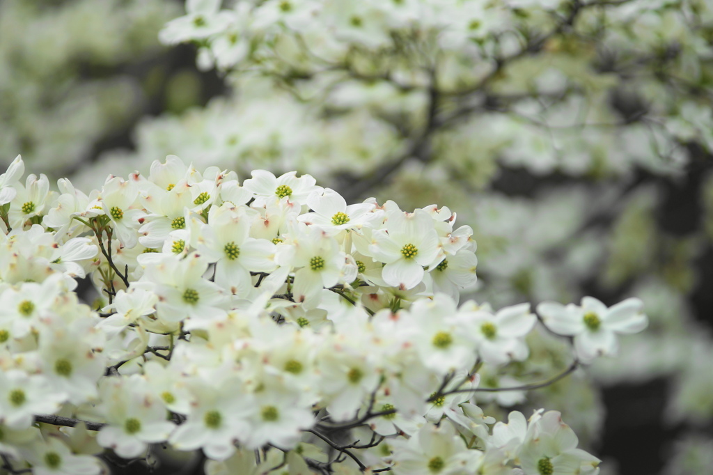満開の花水木