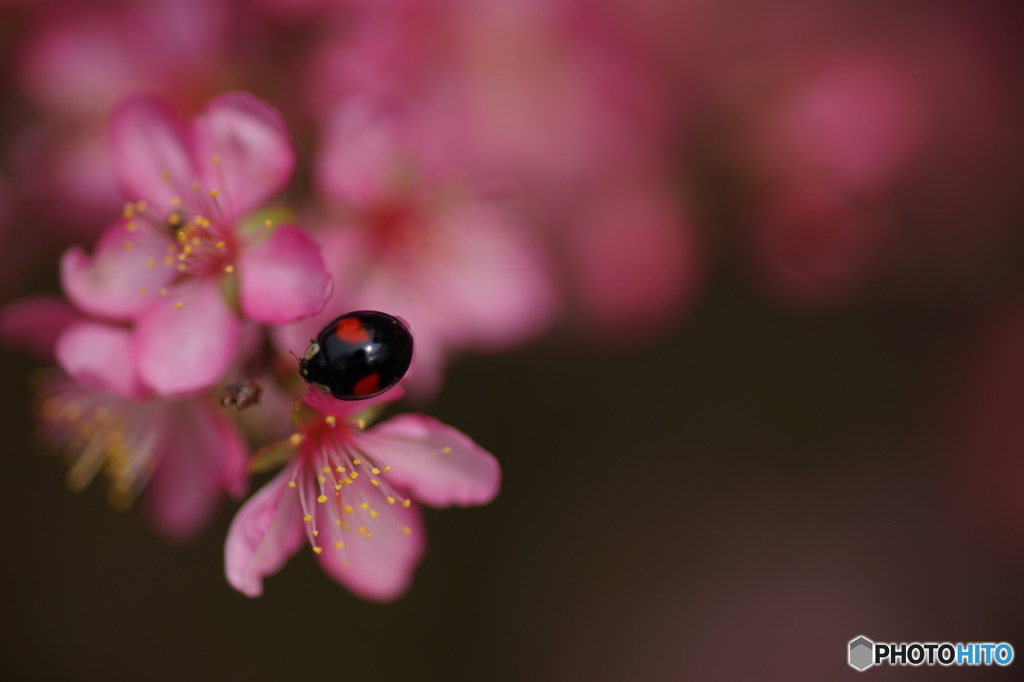 庭桜にてんとう虫