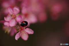 庭桜にてんとう虫