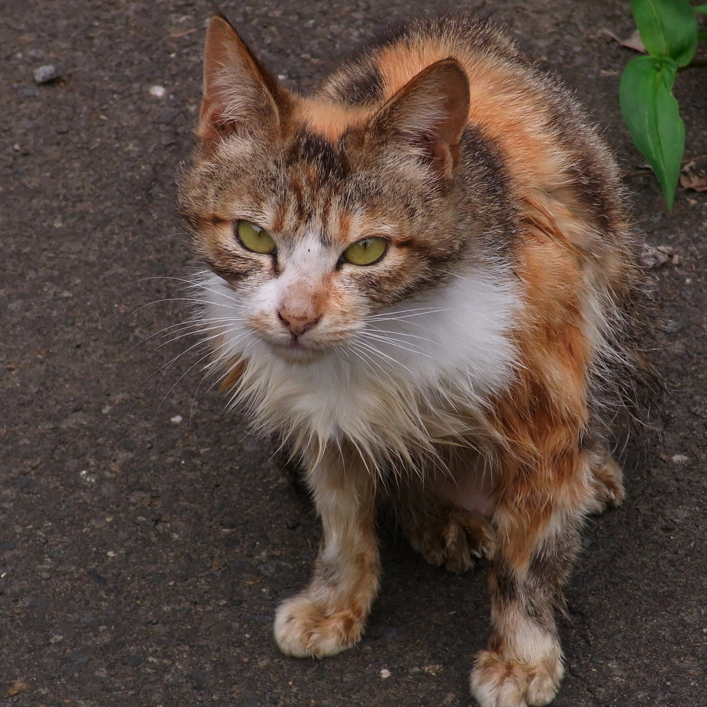 野生