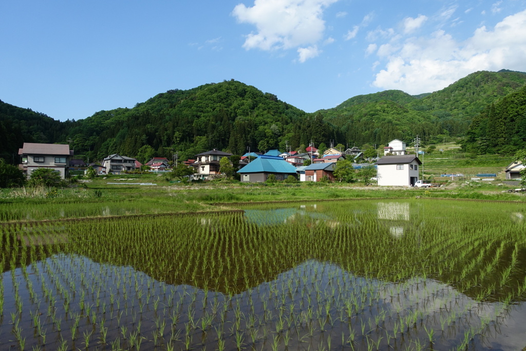 田植え頃