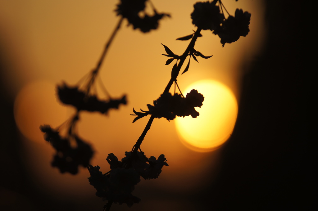 夕日しだれ桜