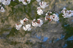 満開の水辺