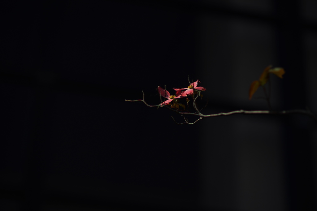 紅花水木
