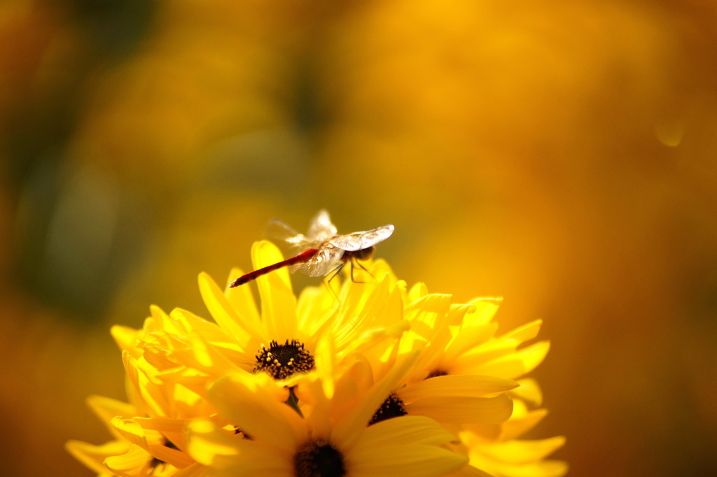 秋のひまわりと