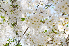 大島桜